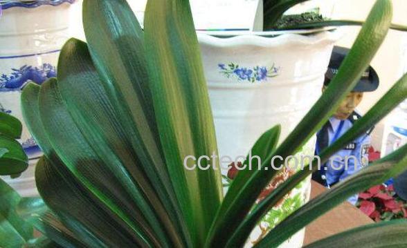 君子兰如何浇水 君子兰浇水的方法和注意事项-1