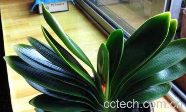 君子兰如何浇水 君子兰浇水的方法和注意事项-0