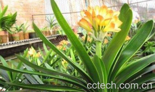 君子兰怎么养殖 君子兰的养殖方法和注意事项-0
