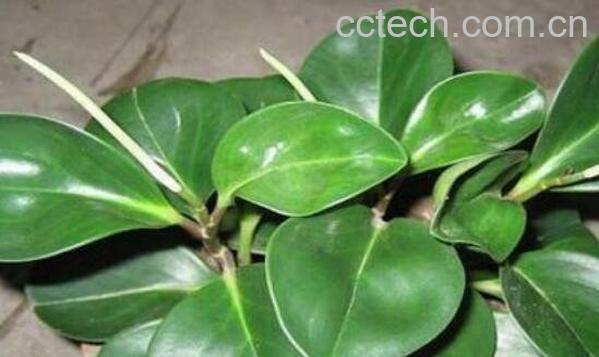 碧玉怎么养 碧玉的养殖方法和注意事项-1
