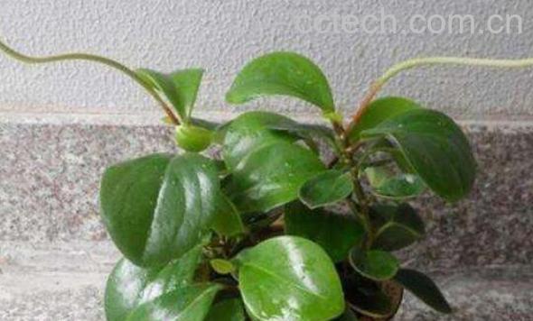 碧玉怎么养 碧玉的养殖方法和注意事项-0