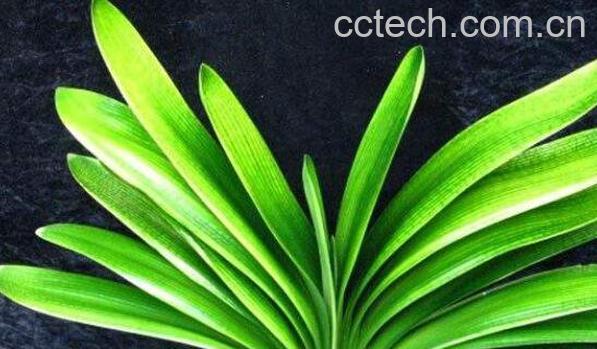 君子兰种子如何发芽 君子兰发芽后怎么处理-0