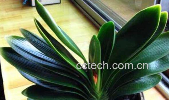 君子兰种子如何发芽 君子兰发芽后怎么处理-1