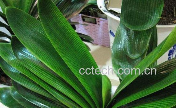 君子兰夹箭怎么办-0