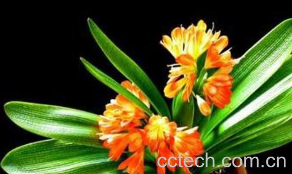 君子兰夹箭怎么办-1