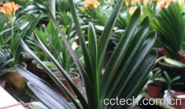 君子兰烂根怎么办 君子兰烂根怎么办-1