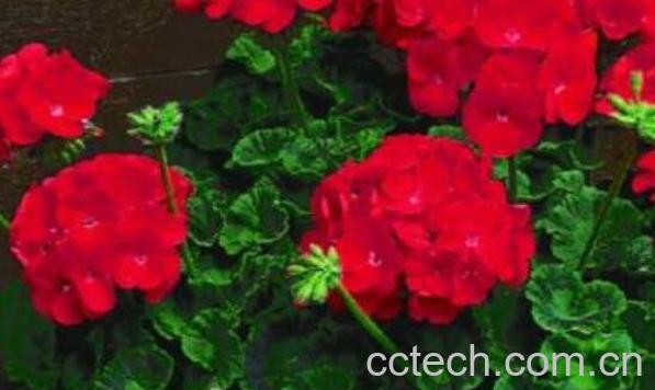 天竺葵的功效与作用 天竺葵能美容吗-0