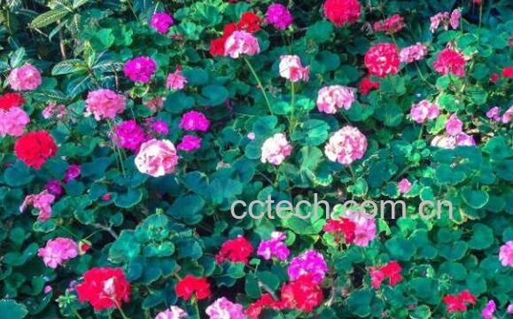 天竺葵的功效与作用 天竺葵能美容吗-1