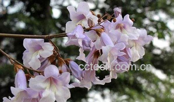 梧桐花的功效与作用 梧桐花的药用价值-1