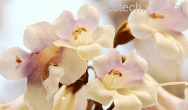 梧桐花的功效与作用 梧桐花的药用价值-0