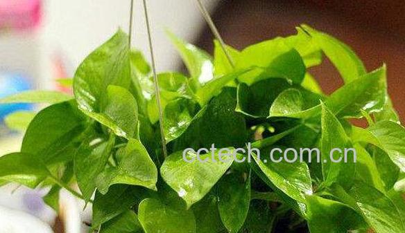 绿萝叶子发黄是什么原因 绿萝叶子发黄怎么办-0