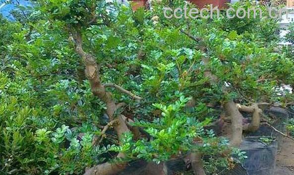 清木香的作用与功效-1