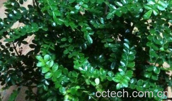 清木香的作用与功效-0