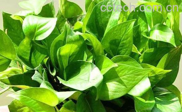 绿萝叶子发黄是什么原因 绿萝叶子发黄怎么办-1