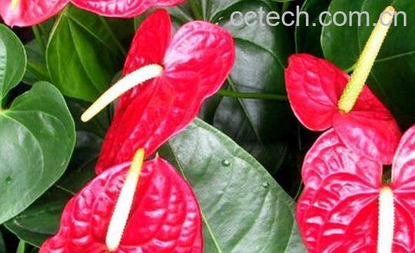 红掌叶子发黄怎么办 红掌叶子发黄的解决办法-0