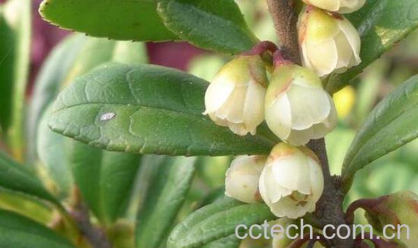 米碎花的功效与作用 米碎花的副作用-1