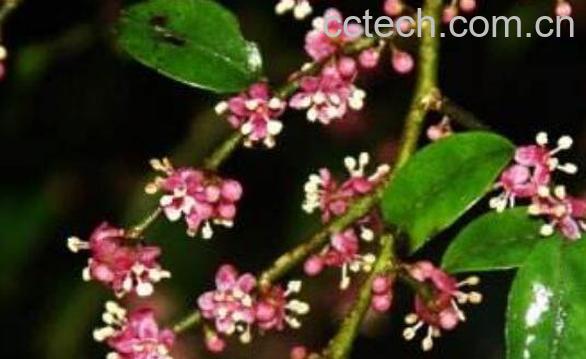 米碎花的功效与作用 米碎花的副作用-0