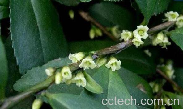 米碎花怎么养殖 米碎花的养殖方法-0