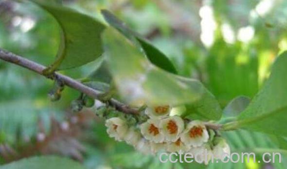 米碎花怎么养殖 米碎花的养殖方法-1