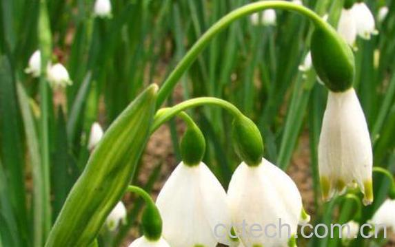 铃铛花怎么养殖 铃铛花的养殖方法和注意事项-0