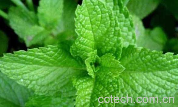 薄荷的养殖方法和注意事项-0