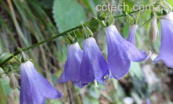 铃铛花怎么养殖 铃铛花的养殖方法和注意事项-1