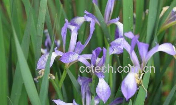 马蔺花的功效与作用及禁忌-0