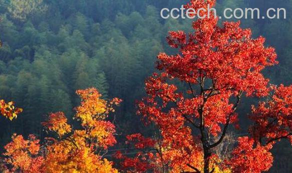 乌桕与乌柏的区别 乌桕的功效与作用-0