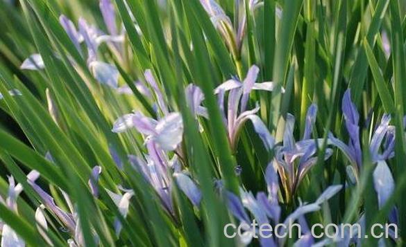 马蔺花的功效与作用及禁忌-1