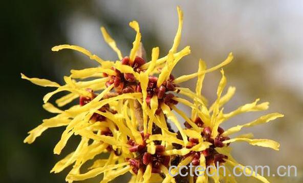 金缕梅的功效与作用有哪些-0