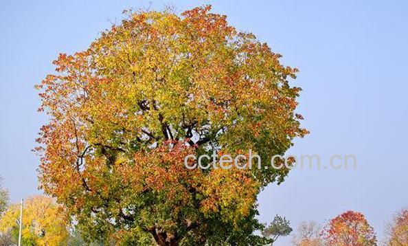 乌桕与乌柏的区别 乌桕的功效与作用-1