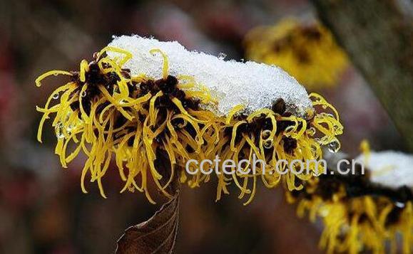 金缕梅的功效与作用有哪些-1