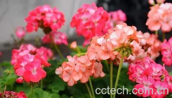  天竺葵的功效与作用与禁忌-0