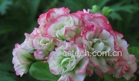  天竺葵的功效与作用与禁忌-1