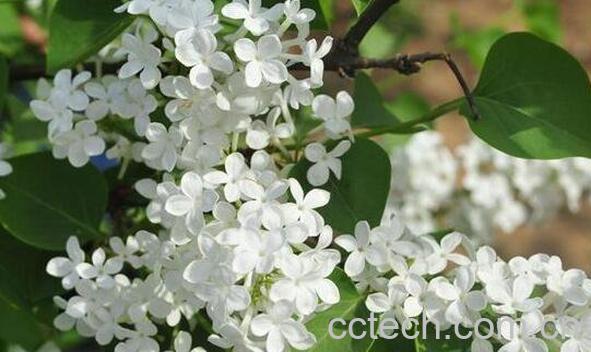 白花丁香的功效与作用 白花丁香的用法用量-0