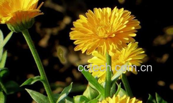 金盏花的功效与作用 金盏花的食用方法-1