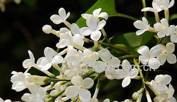 白花丁香的功效与作用 白花丁香的用法用量-1