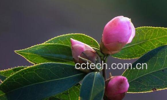 野生山茶的功效与作用-0