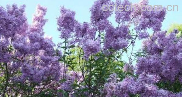 丁香花叶子的功效与作用 为什么丁香花叫狗牙花-1