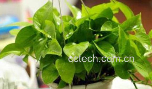 绿萝叶子变黄的原因 绿萝叶子变黄怎么办-0