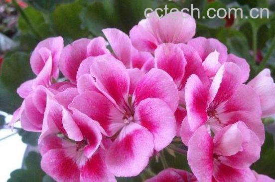 天竺葵如何养殖 天竺葵的养殖方法-0