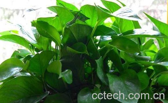 绿萝叶子变黄的原因 绿萝叶子变黄怎么办-1
