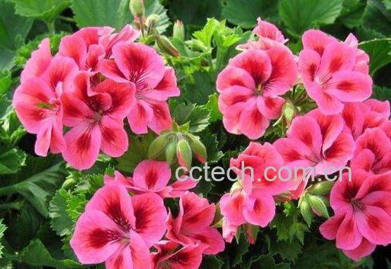 天竺葵如何养殖 天竺葵的养殖方法-1