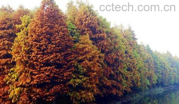 落羽杉和水杉区别 落羽杉的详细介绍-0