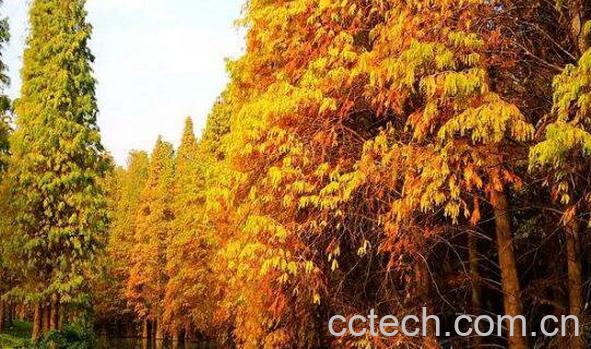 落羽杉和水杉区别 落羽杉的详细介绍-1