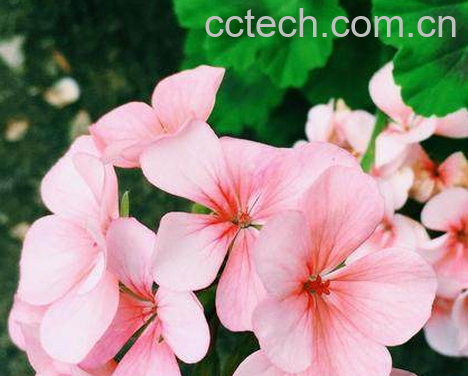 天竺葵扦插方法与时间 天竺葵扦插怎样生根快-0