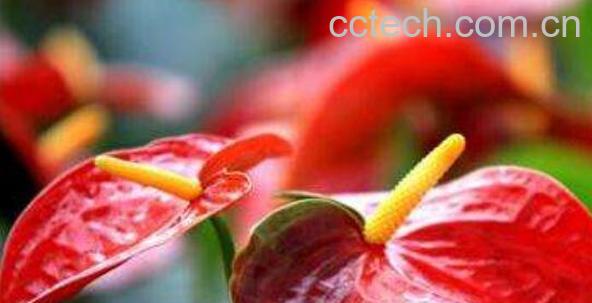 安祖花怎么养 安祖花的养殖方法和注意事项-0