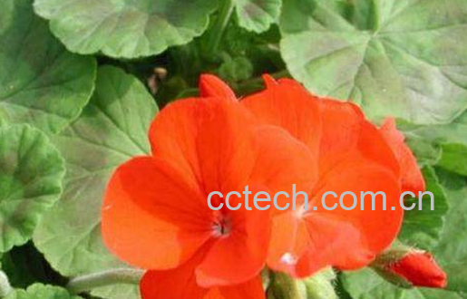 天竺葵扦插方法与时间 天竺葵扦插怎样生根快-1