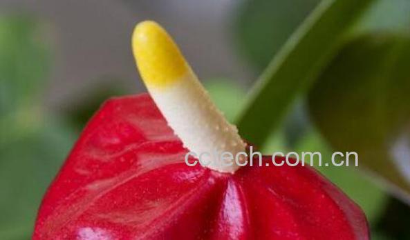 安祖花怎么养 安祖花的养殖方法和注意事项-1