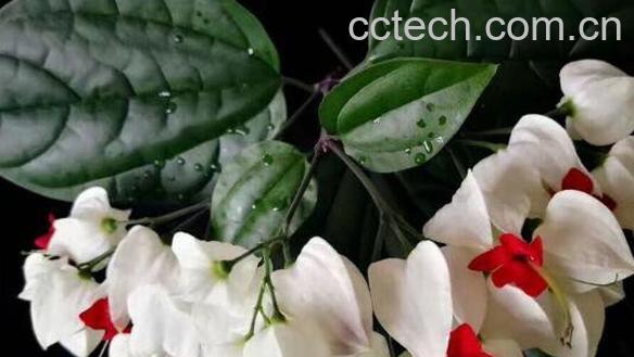 龙吐珠怎么养 龙吐珠修剪示意图-0